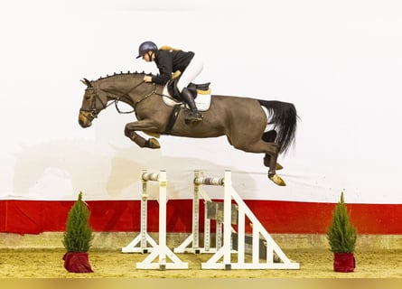 Belgijski koń gorącokrwisty, Klacz, 5 lat, 168 cm