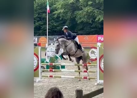 Belgijski koń gorącokrwisty, Klacz, 5 lat, 169 cm