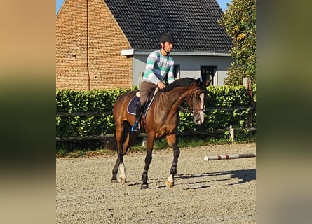 Belgijski koń gorącokrwisty, Klacz, 5 lat, 170 cm, Gniada