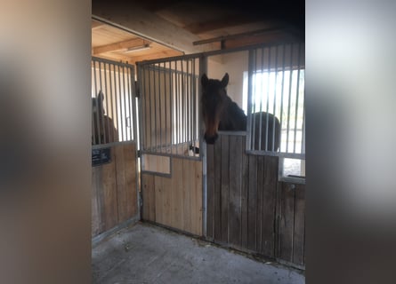 Belgijski koń gorącokrwisty, Klacz, 5 lat, 171 cm, Ciemnogniada