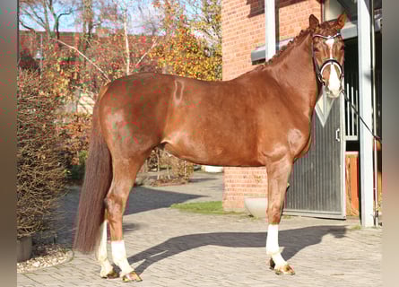 Belgijski koń gorącokrwisty, Klacz, 5 lat, 174 cm, Ciemnokasztanowata