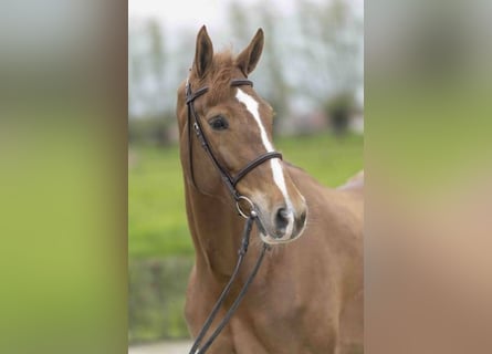 Belgijski koń gorącokrwisty, Klacz, 6 lat, 165 cm, Ciemnokasztanowata