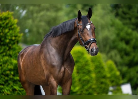 Belgijski koń gorącokrwisty, Klacz, 6 lat, 170 cm, Ciemnogniada