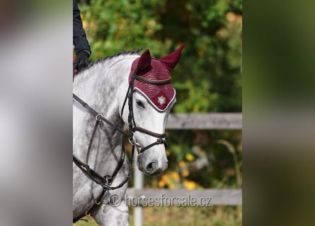 Belgijski koń gorącokrwisty, Klacz, 7 lat, 160 cm, Siwa