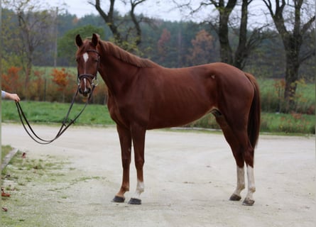 Belgijski koń gorącokrwisty, Klacz, 7 lat, 162 cm, Kasztanowata