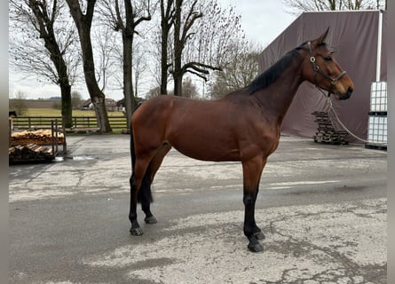 Belgijski koń gorącokrwisty, Klacz, 7 lat, 168 cm