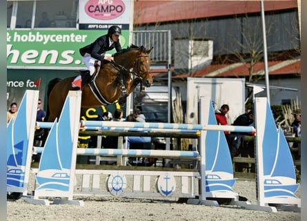 Belgijski koń gorącokrwisty, Klacz, 8 lat, 169 cm, Gniada