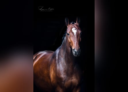 Belgijski koń gorącokrwisty, Klacz, 9 lat, 165 cm, Ciemnogniada