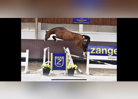Belgijski koń gorącokrwisty, Klacz, 9 lat, 165 cm, Gniada
