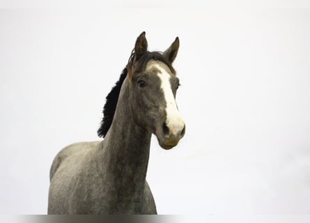 Belgijski koń gorącokrwisty, Ogier, 1 Rok, 155 cm, Siwa