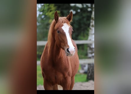 Belgijski koń gorącokrwisty, Ogier, 1 Rok, 173 cm, Kasztanowata