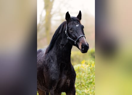 Belgijski koń gorącokrwisty, Ogier, 2 lat, 163 cm, Ciemnogniada