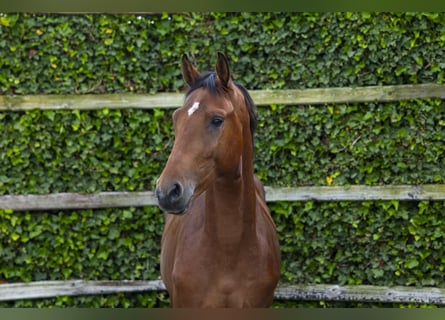 Belgijski koń gorącokrwisty, Ogier, 3 lat, 155 cm, Gniada