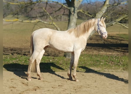 Belgijski koń gorącokrwisty, Ogier, 3 lat, 157 cm, Perlino