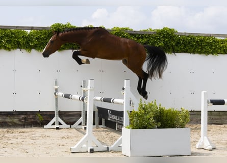 Belgijski koń gorącokrwisty, Ogier, 3 lat, 158 cm, Gniada