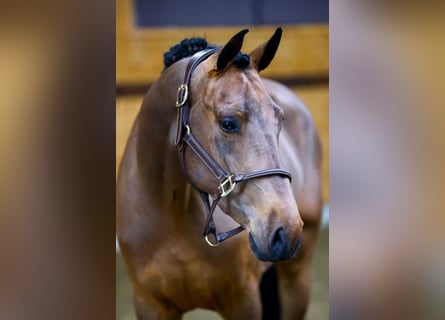 Belgijski koń gorącokrwisty, Ogier, 3 lat, 162 cm, Gniada