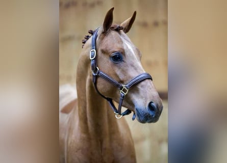 Belgijski koń gorącokrwisty, Ogier, 3 lat, 164 cm, Ciemnokasztanowata
