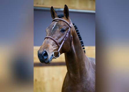 Belgijski koń gorącokrwisty, Ogier, 3 lat, 167 cm, Gniada