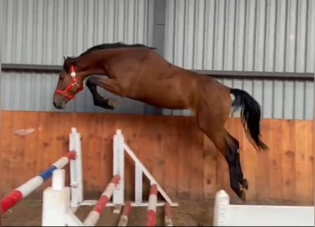 Belgijski koń gorącokrwisty, Ogier, 3 lat, 169 cm, Gniada