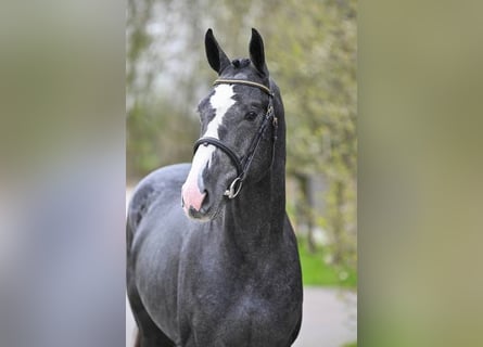 Belgijski koń gorącokrwisty, Ogier, 3 lat, 169 cm, Siwa