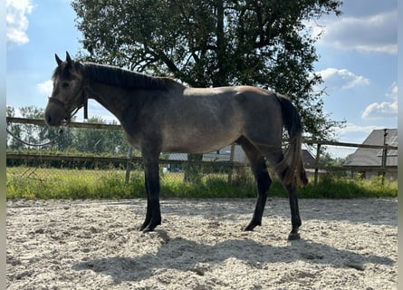 Belgijski koń gorącokrwisty, Ogier, 3 lat, 170 cm, Siwa