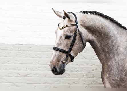 Belgijski koń gorącokrwisty, Ogier, 3 lat, 175 cm