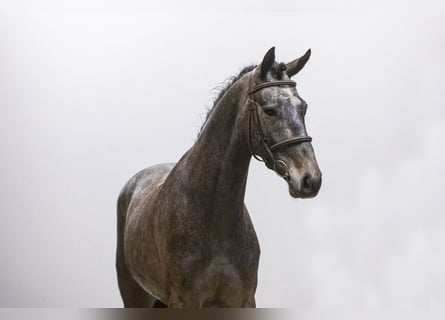 Belgijski koń gorącokrwisty, Ogier, 4 lat, 161 cm, Siwa