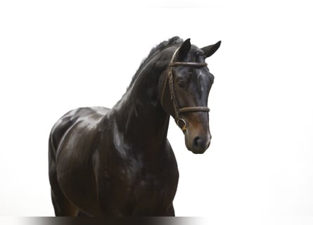 Belgijski koń gorącokrwisty, Ogier, 4 lat, 167 cm, Ciemnogniada