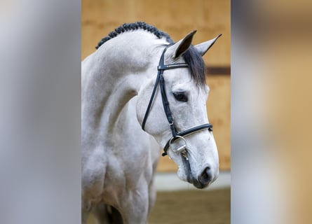 Belgijski koń gorącokrwisty, Ogier, 4 lat, 167 cm