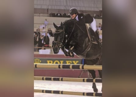 Belgijski koń gorącokrwisty, Ogier, 31 lat, 169 cm, Ciemnogniada