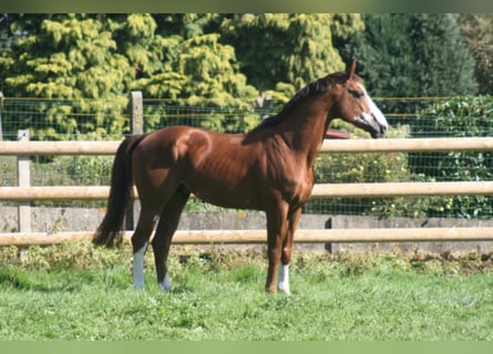 Belgijski koń gorącokrwisty, Ogier, 26 lat, 172 cm, Kasztanowata