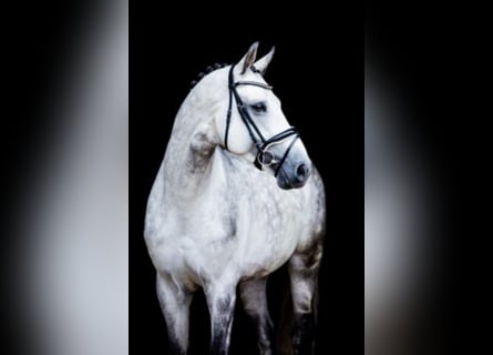 Belgijski koń gorącokrwisty, Ogier, 11 lat, 168 cm, Siwa