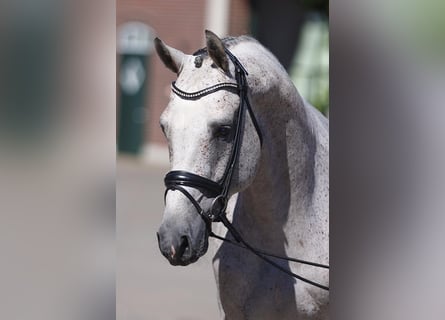 Belgijski koń gorącokrwisty, Ogier, 6 lat, 169 cm, Siwa