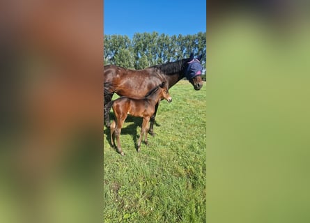 Belgijski koń gorącokrwisty, Ogier, Źrebak (07/2024), Ciemnogniada