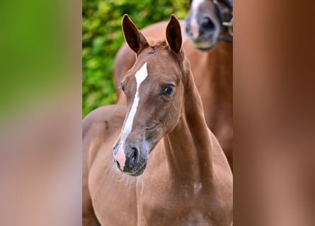 Belgijski koń gorącokrwisty, Ogier, Źrebak (05/2024), Ciemnokasztanowata