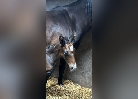 Belgijski koń gorącokrwisty, Ogier, Źrebak (05/2026), Stalowosiwy