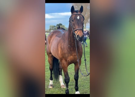 Belgijski koń gorącokrwisty, Wałach, 12 lat, 167 cm, Gniada