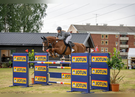 Belgijski koń gorącokrwisty, Wałach, 12 lat, 172 cm, Ciemnokasztanowata
