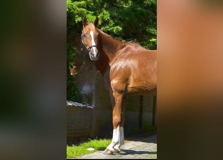 Belgijski koń gorącokrwisty, Wałach, 13 lat, 165 cm, Kasztanowata