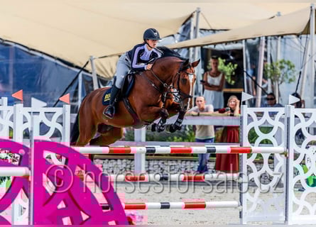 Belgijski koń gorącokrwisty, Wałach, 13 lat, 169 cm, Gniada