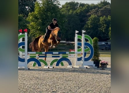Belgijski koń gorącokrwisty, Wałach, 14 lat, 166 cm, Kasztanowata