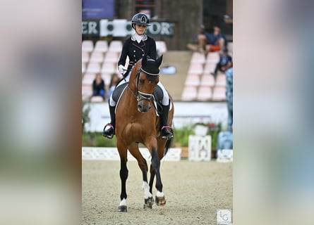 Belgijski koń gorącokrwisty, Wałach, 15 lat, 168 cm, Gniada