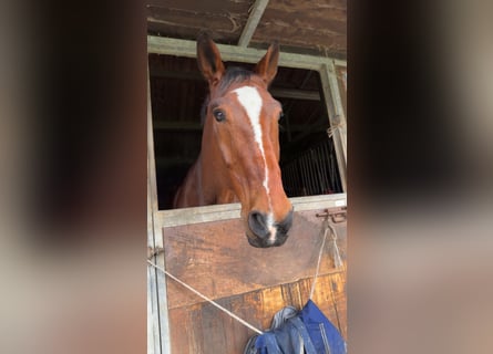 Belgijski koń gorącokrwisty, Wałach, 15 lat, 184 cm, Gniada