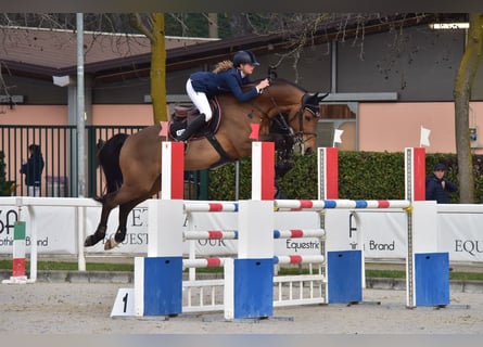 Belgijski koń gorącokrwisty, Wałach, 16 lat, 167 cm, Gniada
