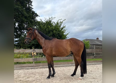 Belgijski koń gorącokrwisty, Wałach, 3 lat, 154 cm, Gniada
