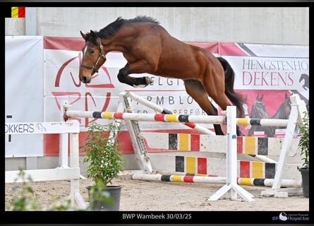 Belgijski koń gorącokrwisty, Wałach, 3 lat, 165 cm, Gniada