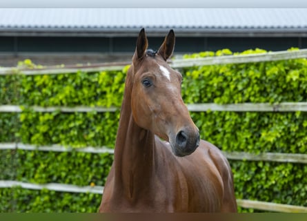 Belgijski koń gorącokrwisty, Wałach, 3 lat, 171 cm, Gniada