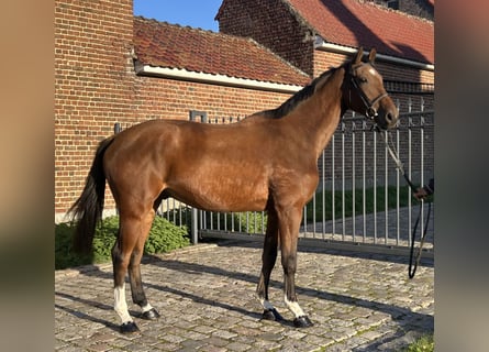 Belgijski koń gorącokrwisty, Wałach, 4 lat, 166 cm, Gniada
