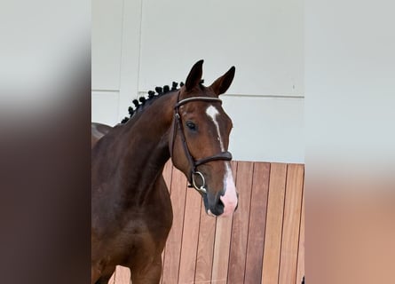 Belgijski koń gorącokrwisty, Wałach, 4 lat, 166 cm