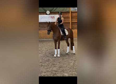 Belgijski koń gorącokrwisty, Wałach, 4 lat, 167 cm, Kasztanowata